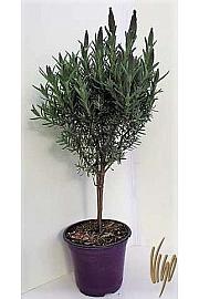 Lavandula stoechas Ø14 Na Steblu 25 cm