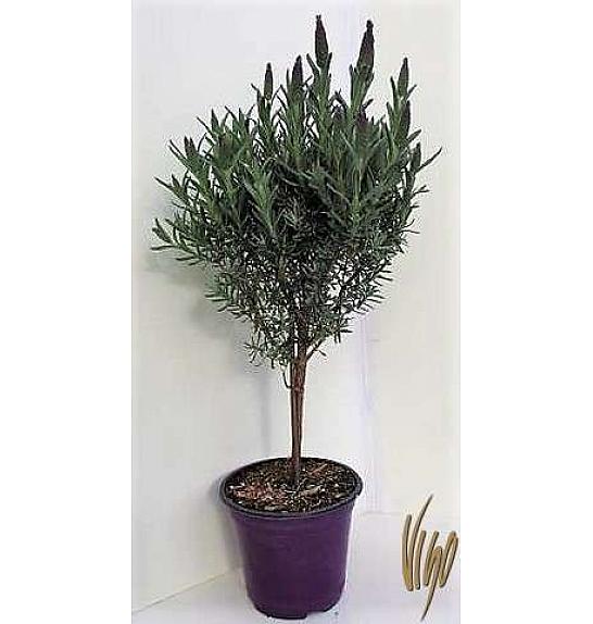 Lavandula stoechas Ø14 Na Steblu 25 cm