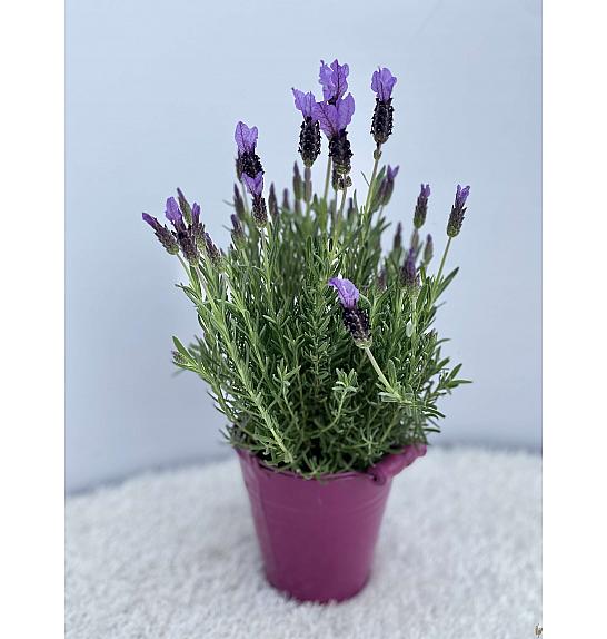 Lavandula stoechas Ø14 kovinsko vedro