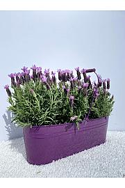 Lavandula stoechas Ø14 kovinsko korito
