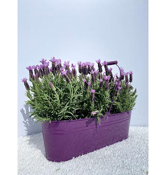 Lavandula stoechas Ø14 kovinsko korito