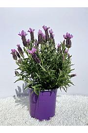 Lavandula Stoechas Ø14