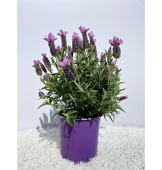 Lavandula Stoechas Ø14