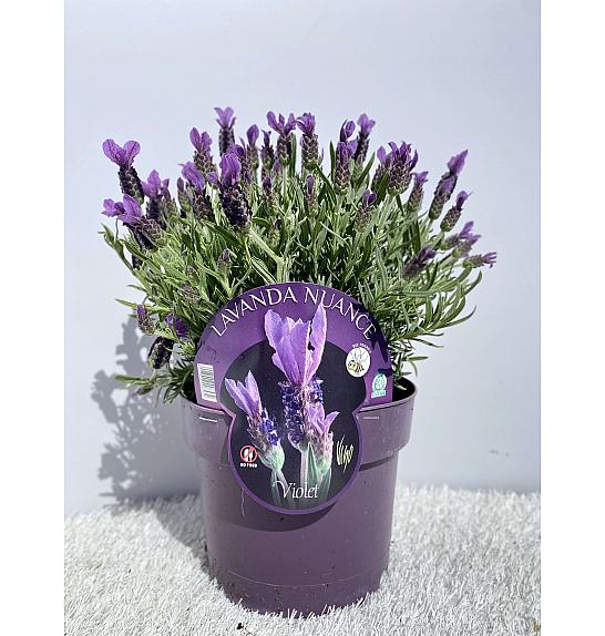 Lavandula stoechas nuance Ø19