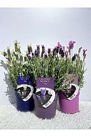 Lavandula stoechas nuance Ø14