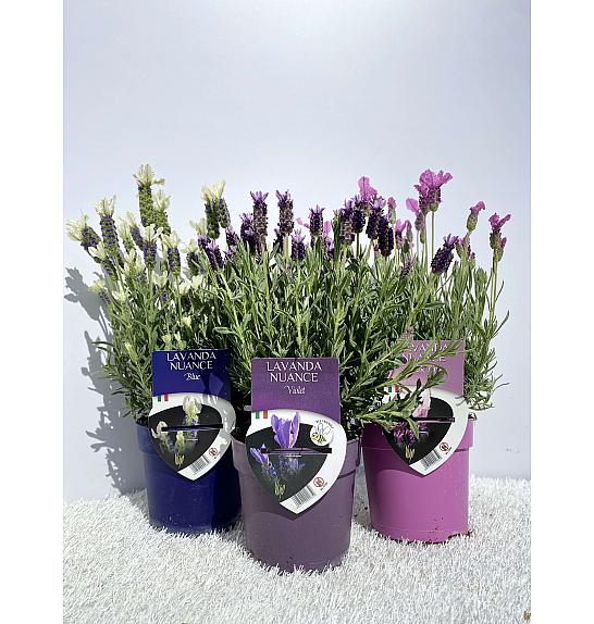 Lavandula stoechas nuance Ø14
