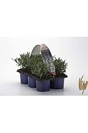 Lavandula angustifolia Ø9 6 pack