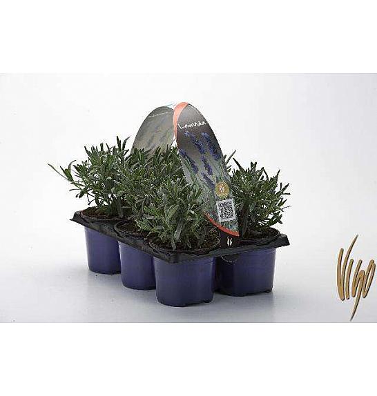 Lavandula angustifolia Ø9 6 pack