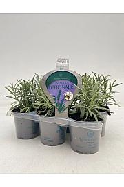 Lavandula angustifolia Ø9 6 pack