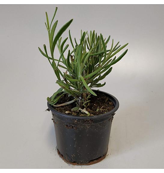 Lavandula angustifolia Ø9