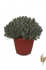 Lavandula angustifolia Ø45