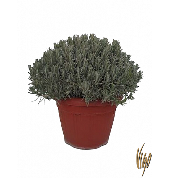 Lavandula angustifolia Ø45