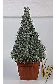 Lavandula angustifolia Ø35 piramida