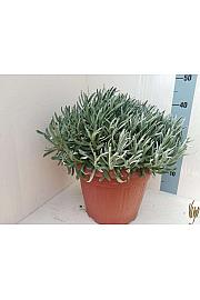 Lavandula angustifolia Ø30