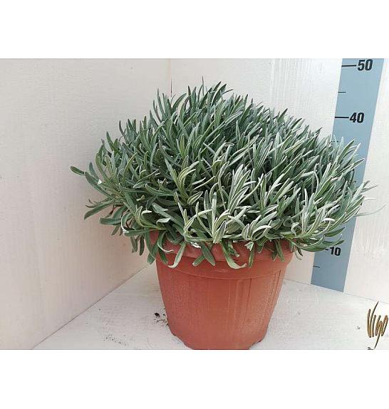 Lavandula angustifolia Ø30