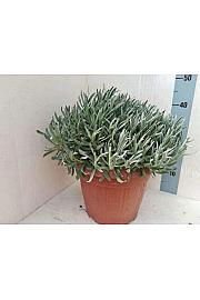Lavandula angustifolia Ø30