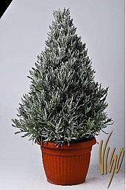 Lavandula angustifolia Ø25 piramida