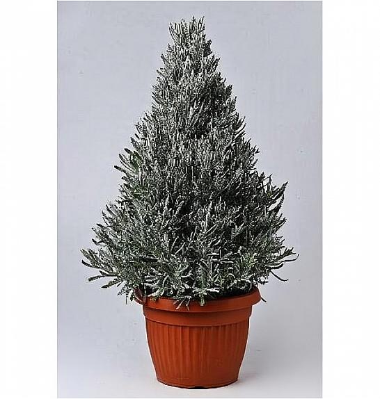 Lavandula angustifolia Ø25 piramida