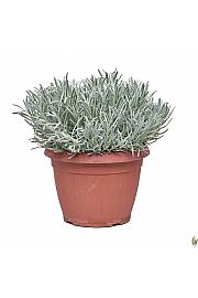 Lavandula angustifolia Ø25