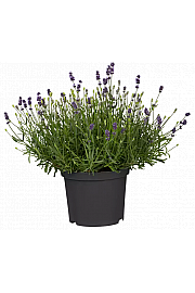 Lavandula angustifolia Ø19
