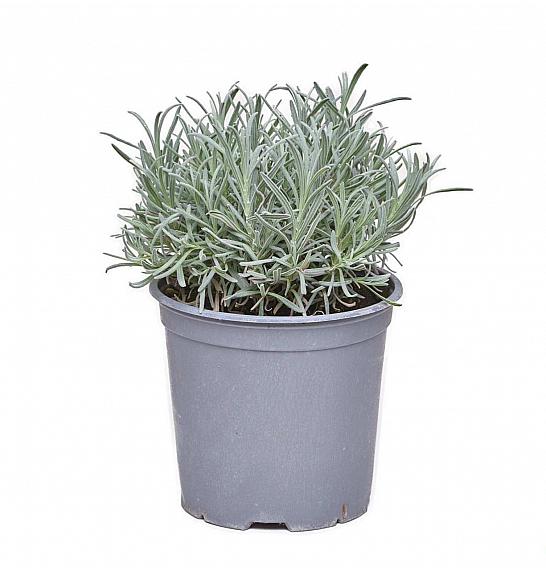 Lavandula angustifolia Ø19