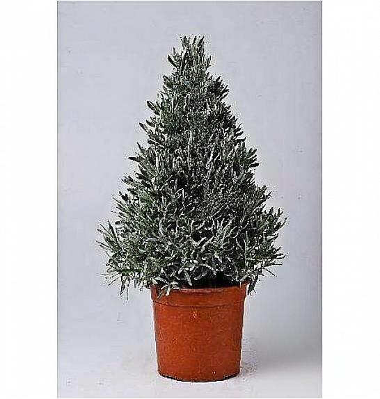 Lavandula angustifolia Ø18 piramida