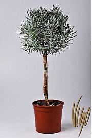 Lavandula angustifolia Ø18 Na Steblu 30 cm