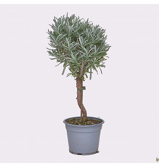 Lavandula angustifolia Ø14 Na Steblu 25 cm