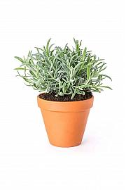 Lavandula angustifolia Ø14