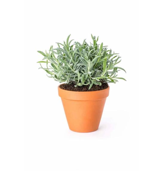 Lavandula angustifolia Ø14