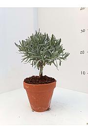 Lavandula angustifolia Ø11 terracotta lonec Na Steblu 20 cm