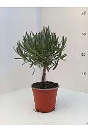 Lavandula angustifolia Ø10 Na Steblu 20 cm