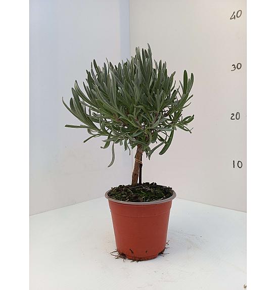 Lavandula angustifolia Ø10 Na Steblu 20 cm