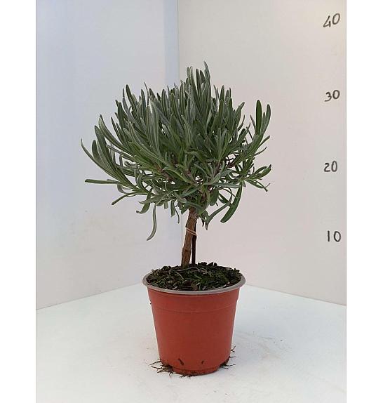 Lavandula angustifolia Ø10 Na Steblu 10 cm