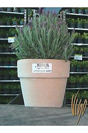 Lavandula hidcote/stoechas Ø14 terracotta lonec