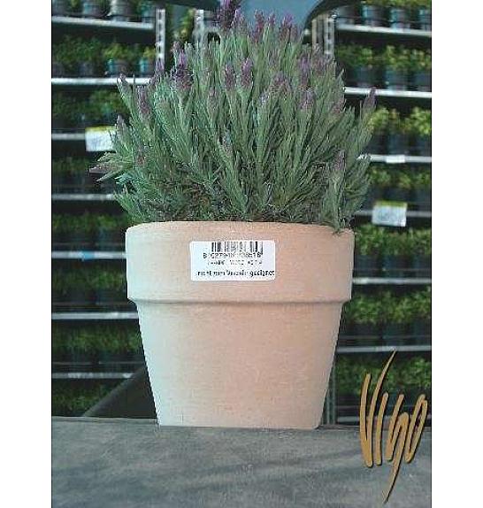 Lavandula hidcote/stoechas Ø14 terracotta lonec