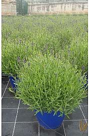 Lavandula hidcote Ø35