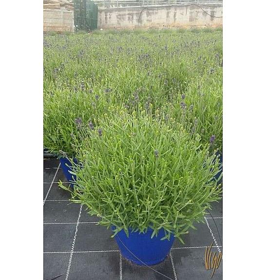Lavandula hidcote Ø35