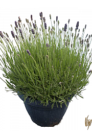 Lavandula hidcote Ø25