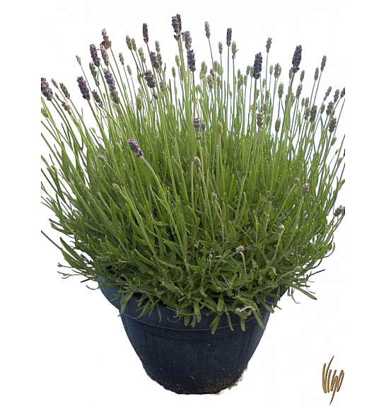 Lavandula hidcote Ø25