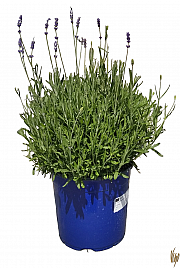 Lavandula hidcote Ø19