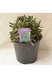 Lavandula hidcote Ø14