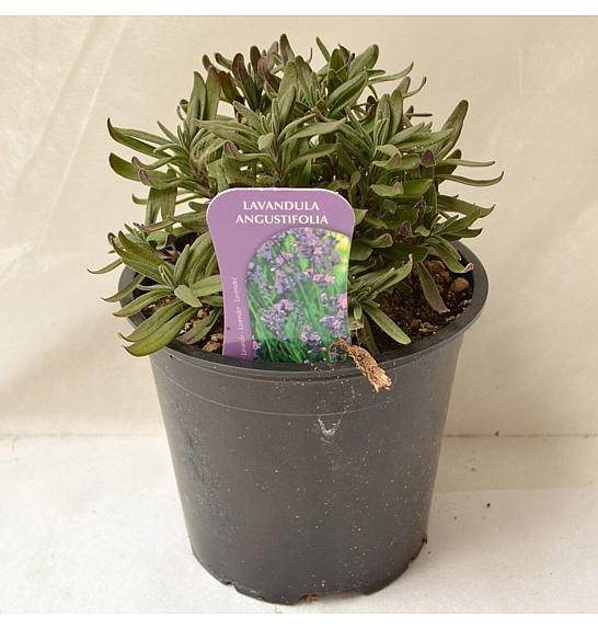Lavandula hidcote Ø14
