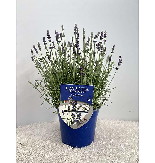 Lavandula hidcote Lady Blue Ø14