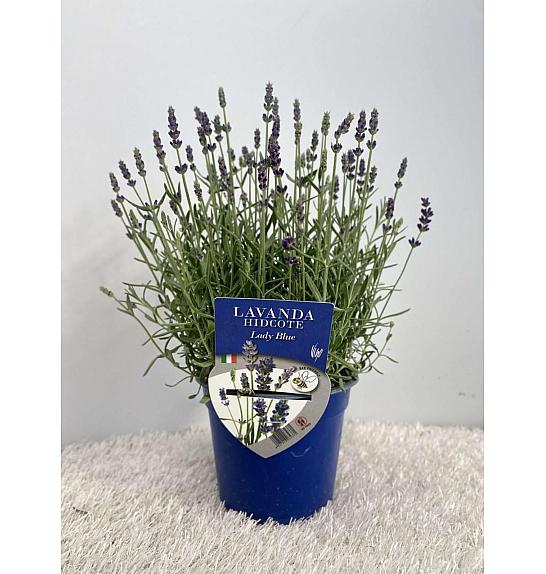 Lavandula hidcote Lady Blue Ø14