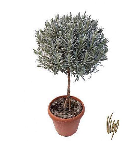 Lavandula dentata Ø30 Na Steblu 40 cm