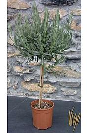 Lavandula dentata Ø18 Na Steblu 30 cm
