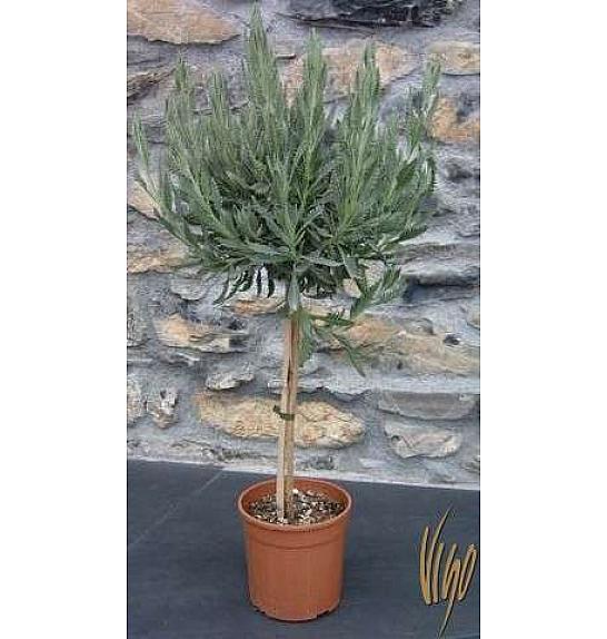 Lavandula dentata Ø18 Na Steblu 30 cm