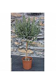 Lavandula dentata Ø18 Na Steblu 30 cm