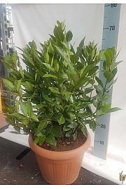 Laurus nobilis Ø30
